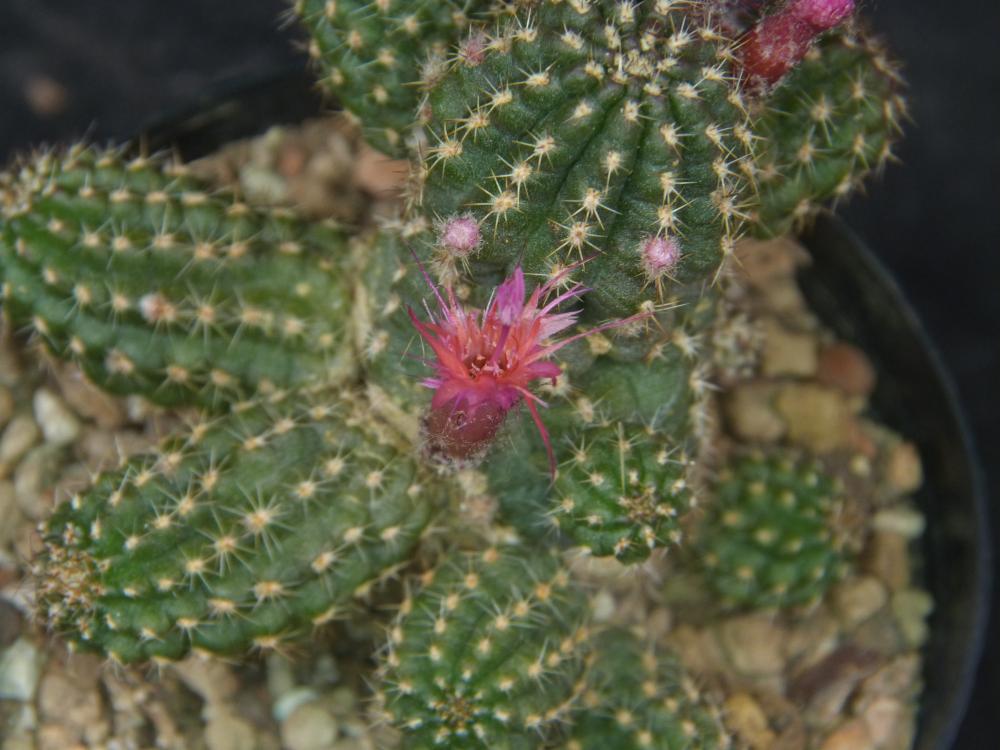 Chamaecereus